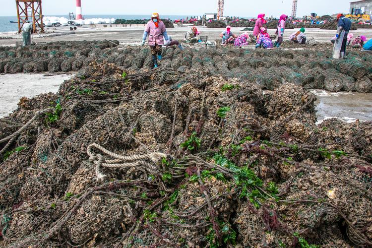 福建海蛎温室育苗技术如何突破？-图3