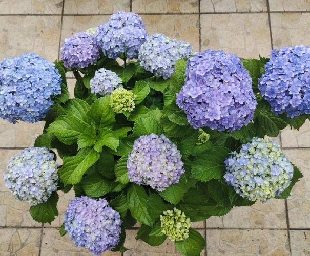 世界上最大的绣球花品种是哪个？-图1