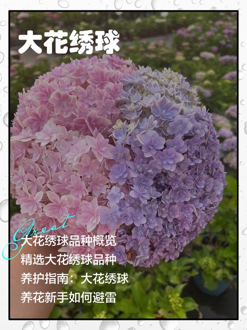 世界上最大的绣球花品种是哪个？-图2