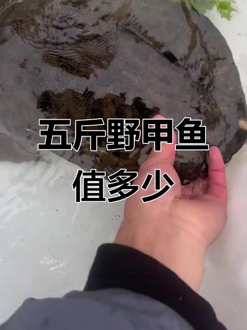 2025年甲鱼价格会涨还是会跌？-图2