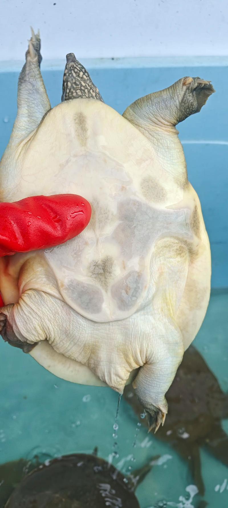 2025年甲鱼价格会涨还是会跌？-图3