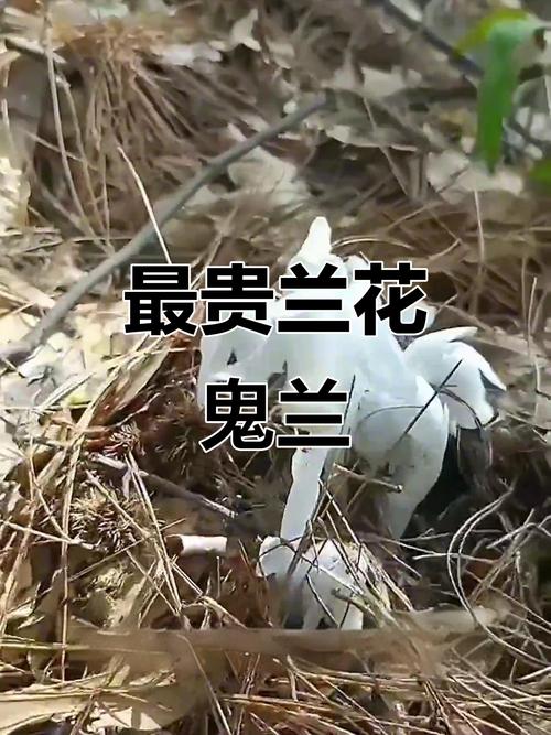 当前最贵春兰什么价格-图1