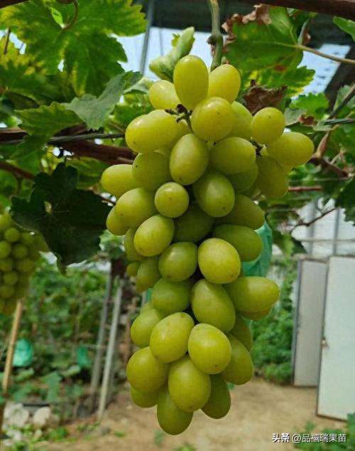 陕西常见绿葡萄品种有哪些？-图3