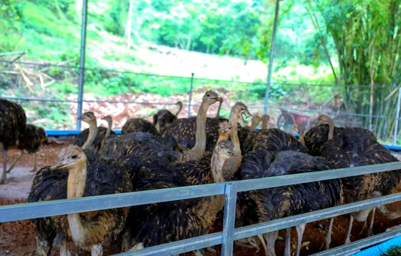 鸵鸟养殖技术哪里下载？-图2