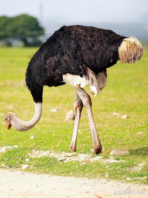 鸵鸟养殖技术哪里下载？-图1