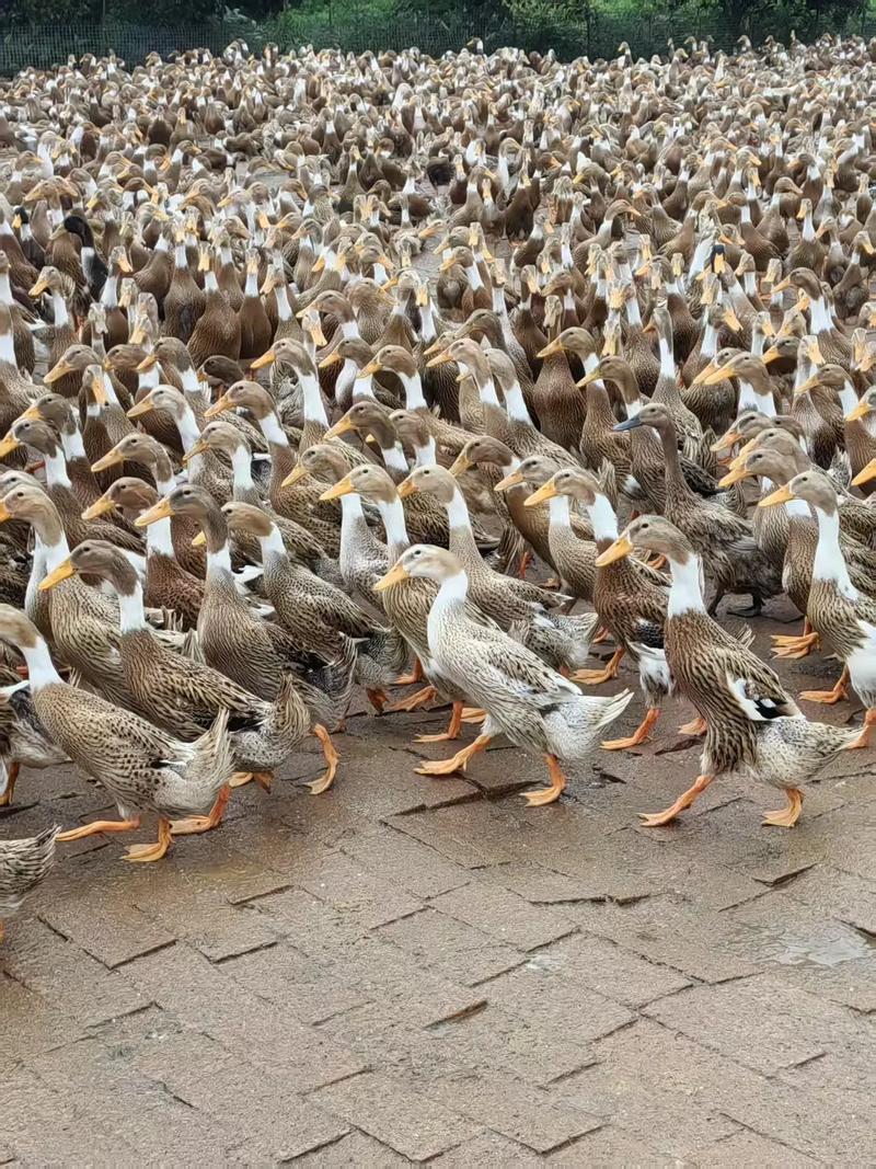 哪种鸭子养殖利润最高？-图2