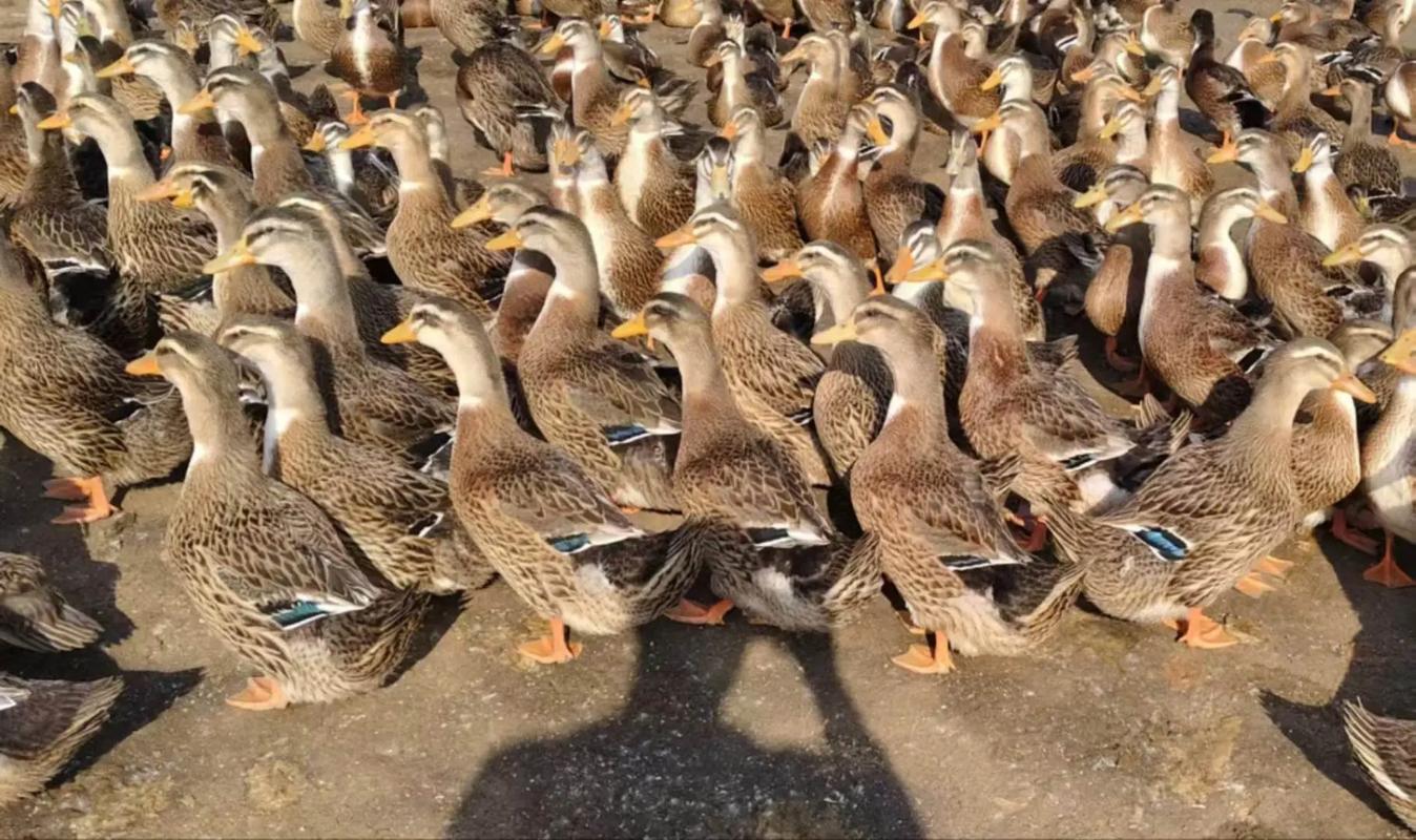 哪种鸭子养殖利润最高？-图1