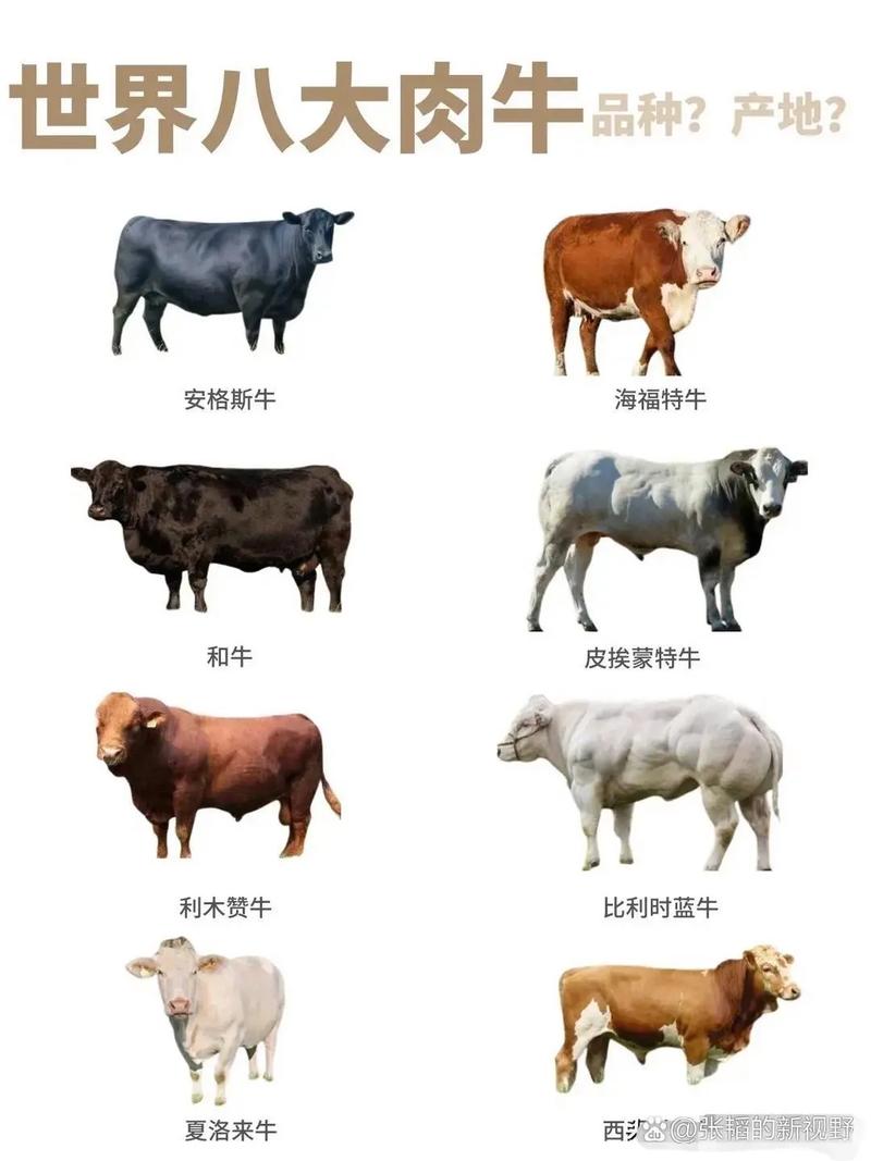 西门塔尔种牛价格受哪些因素影响？-图2