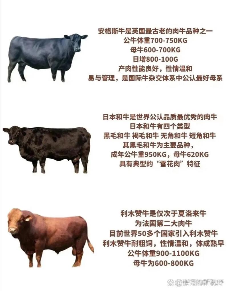 西门塔尔种牛价格受哪些因素影响？-图3