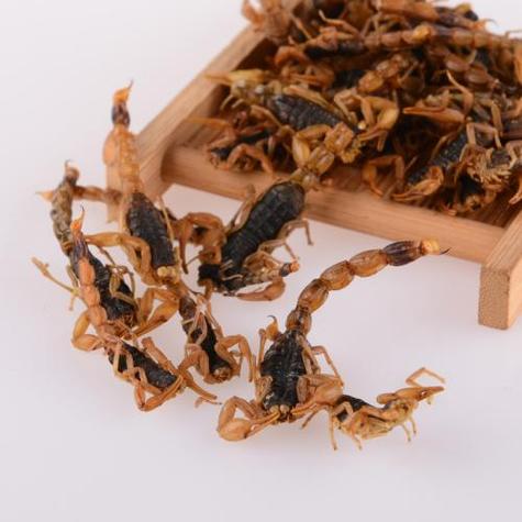 安徽亳州野生全蝎价格多少钱一斤？-图3