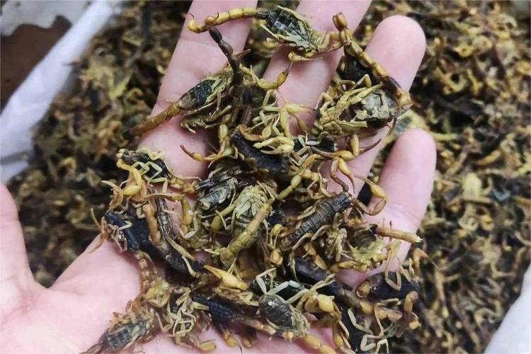 安徽亳州野生全蝎价格多少钱一斤？-图2