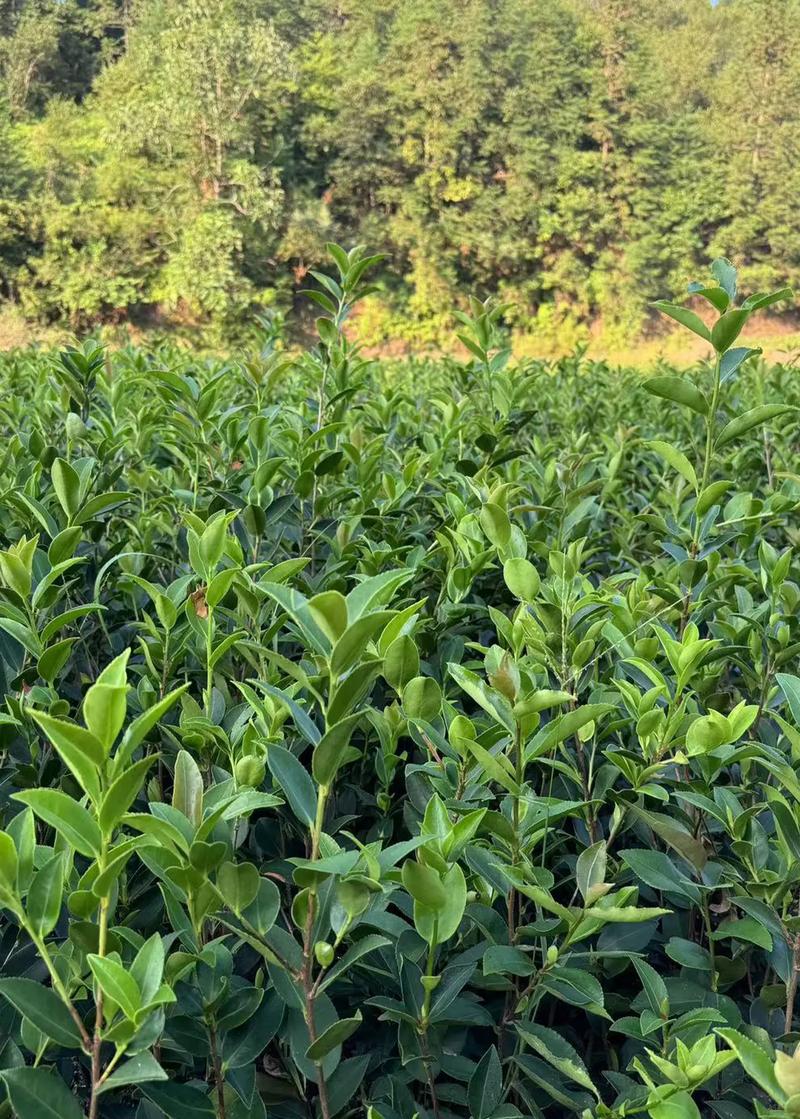 春季油茶种植怎么管理？-图1