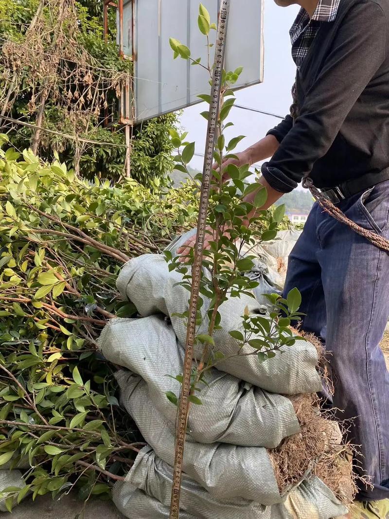 春季油茶种植怎么管理？-图2