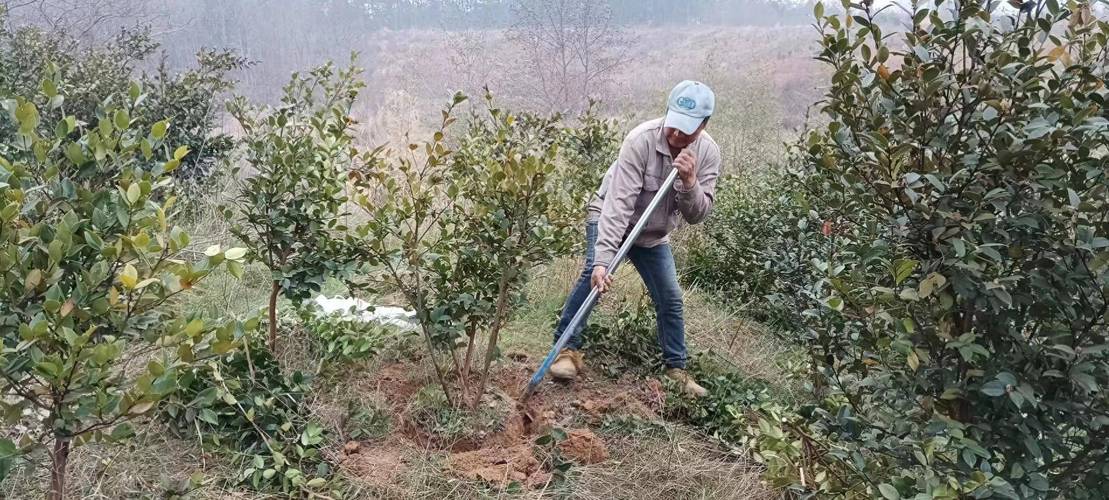 春季油茶种植怎么管理？-图3