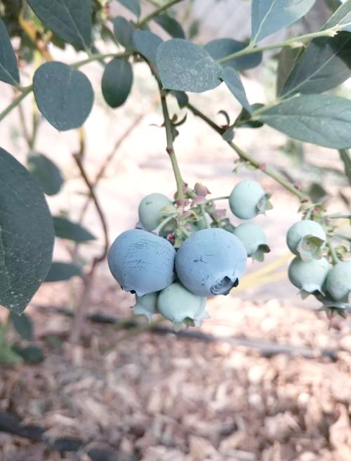 兔眼蓝莓有哪些品种？-图1