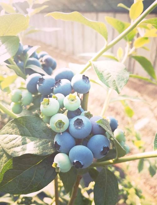 兔眼蓝莓有哪些品种？-图2