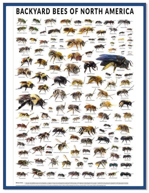 家养蜜蜂品种有哪些？-图1