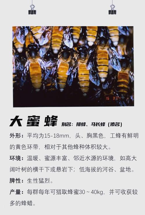 家养蜜蜂品种有哪些？-图2