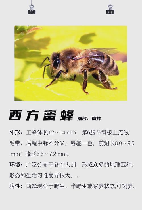 家养蜜蜂品种有哪些？-图3