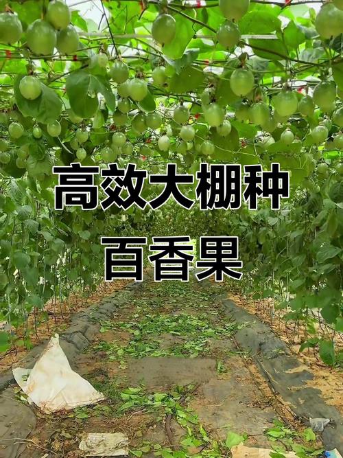 大棚水果盆景如何高效种植？-图3