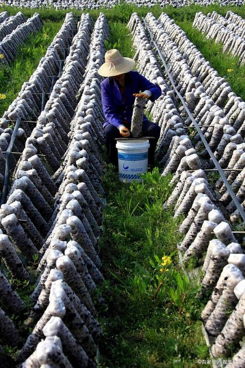 青岛木耳养殖技术视频怎么学？-图2