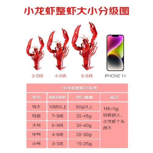 无锡龙虾批发价多少一斤？-图3