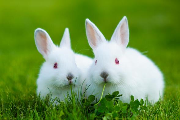 兔子养殖技术真的简单易学吗？-图2