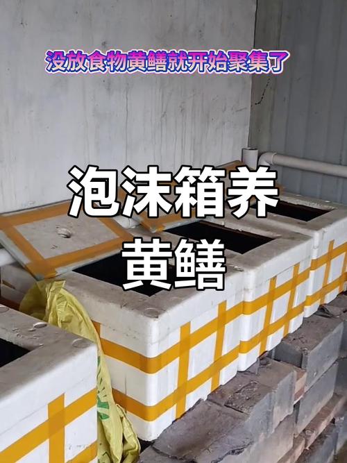 室内黄鳝养殖技术怎么掌握？-图1