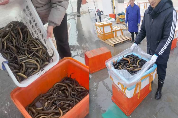 室内黄鳝养殖技术怎么掌握？-图3