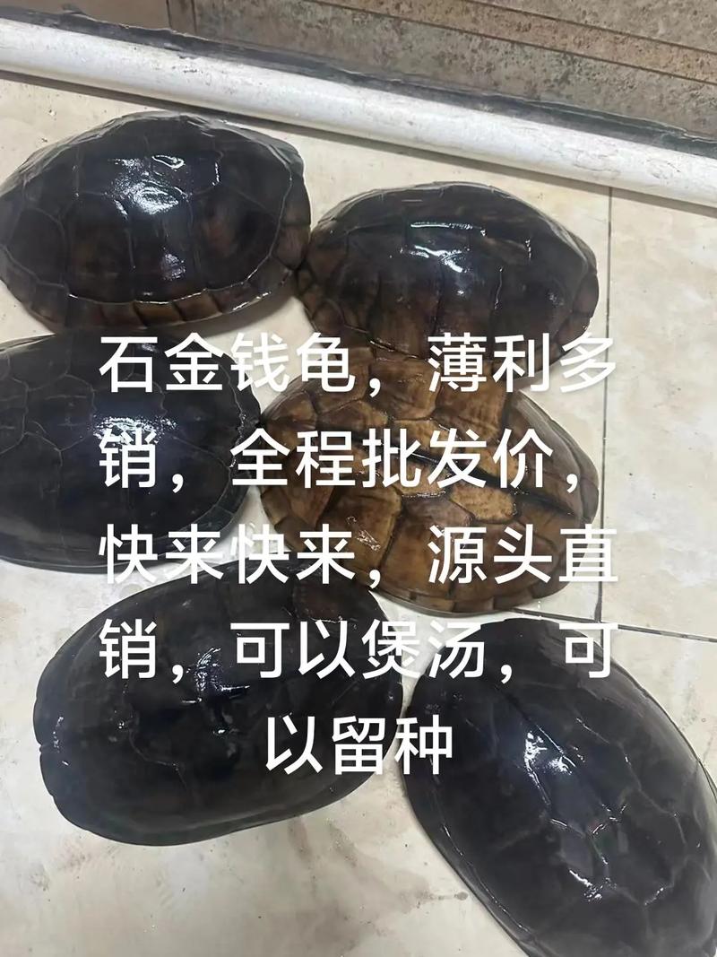 南宁石龟2025价格会涨还是跌？-图2