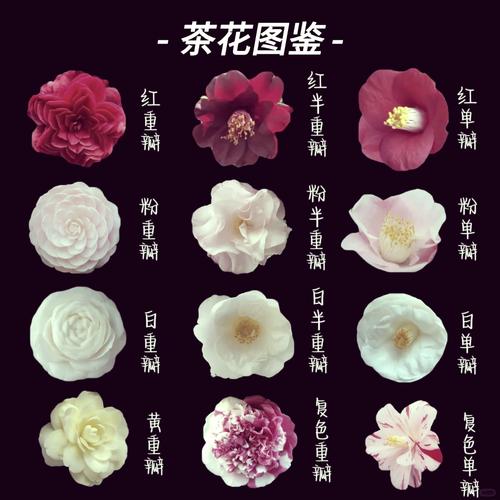 茶花品种多，价格差异有多大？-图2