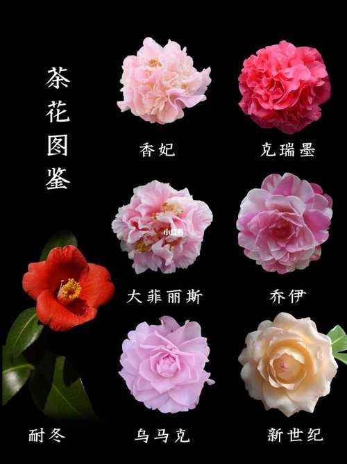 茶花品种多，价格差异有多大？-图3
