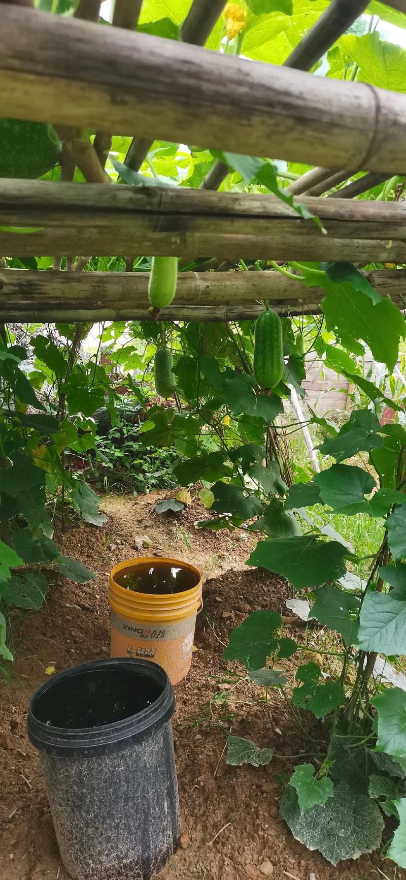 露天南瓜怎么种才高产？-图1