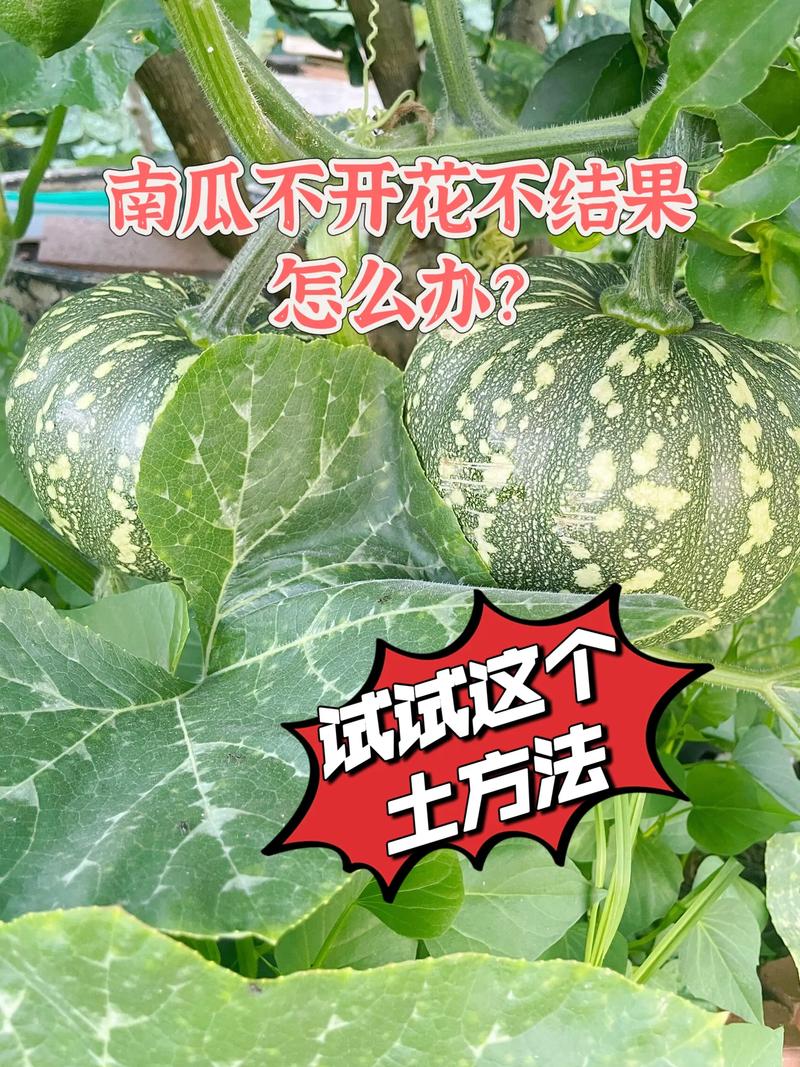 露天南瓜怎么种才高产？-图2