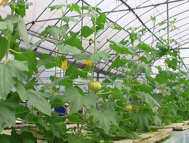 露天南瓜怎么种才高产？-图3