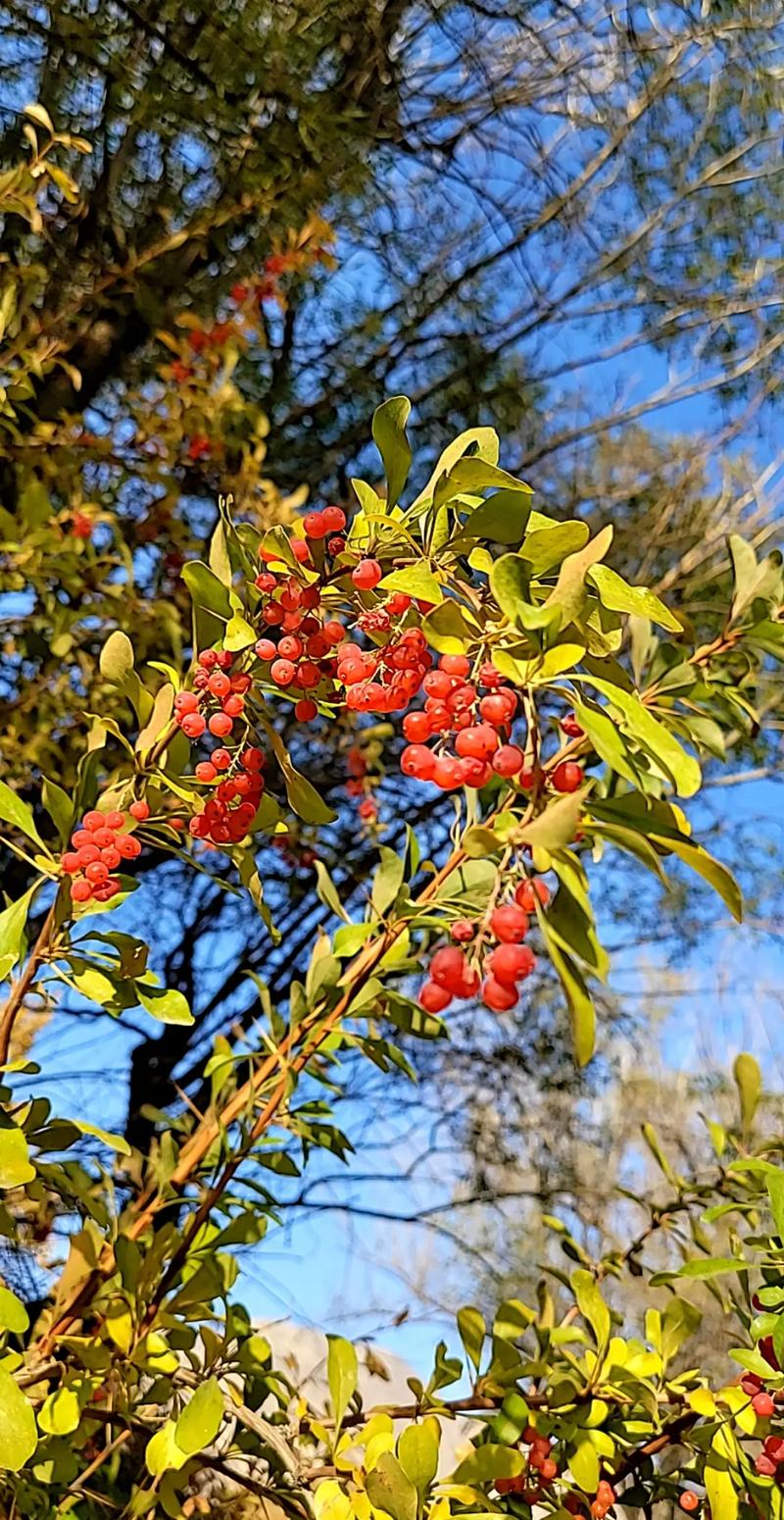 东北适合种哪些沙棘品种？-图2
