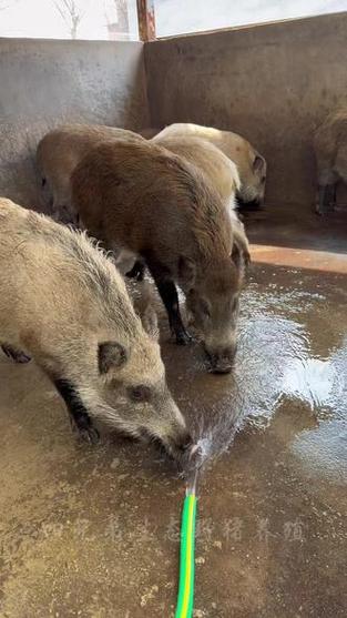 野猪养殖技术有哪些关键要点？-图2