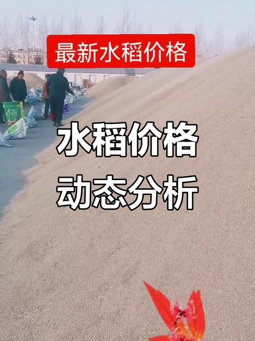 东北水稻价格将如何走？-图3