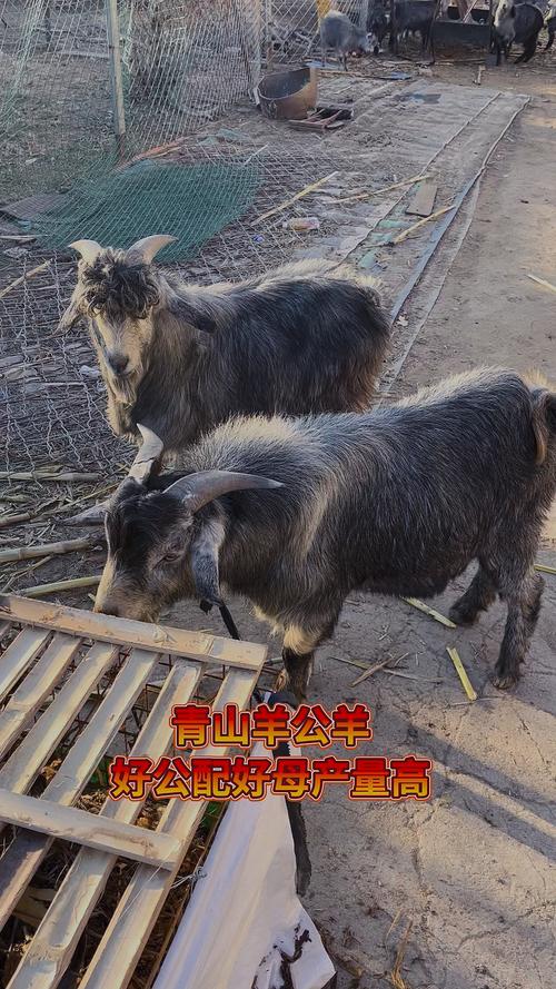 哪种羊品种长得快又大？-图3