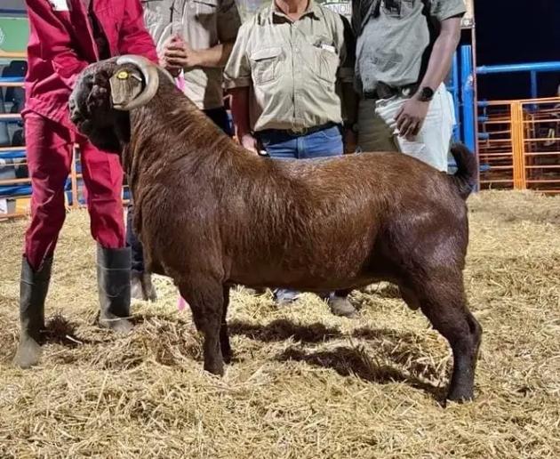 山东波尔山羊最新价格多少？-图2