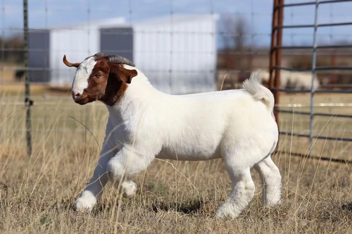 山东波尔山羊最新价格多少？-图1