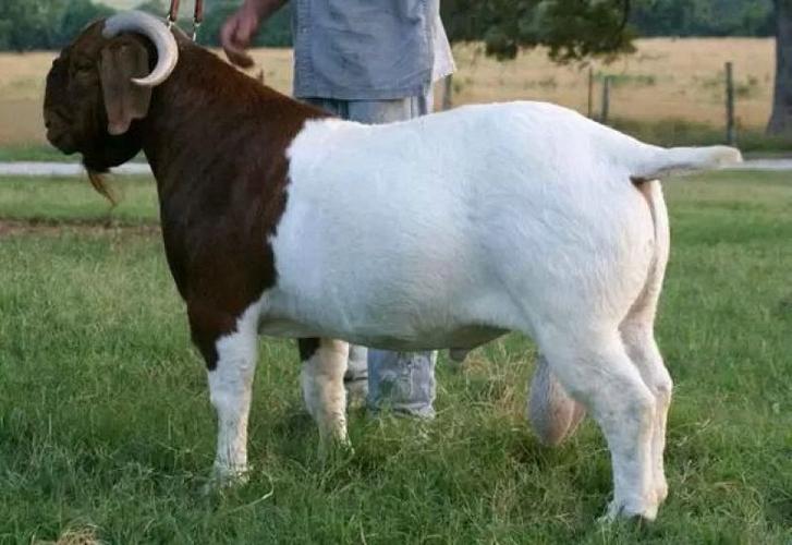 山东波尔山羊最新价格多少？-图3