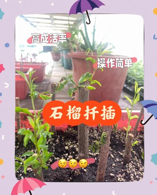 夏天扦插石榴，怎样提高成活率？-图1