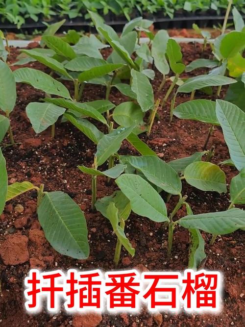 夏天扦插石榴，怎样提高成活率？-图2