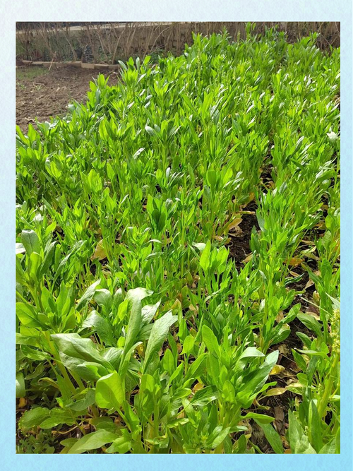 北方菠菜怎么种？视频教你关键技术！-图2