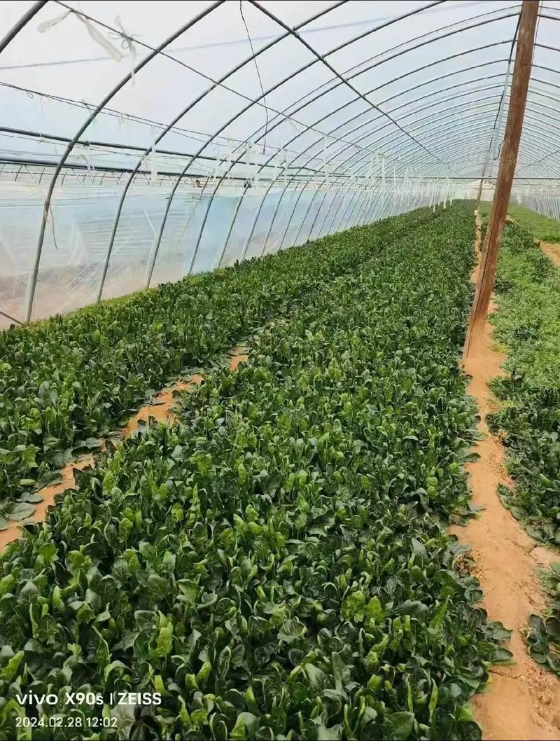 北方菠菜怎么种？视频教你关键技术！-图1
