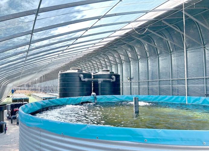 最新大棚养鱼技术视频有何创新点？-图1