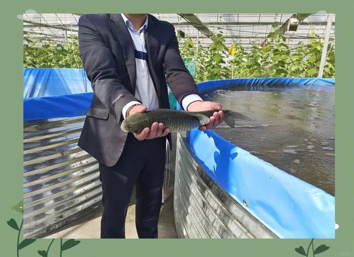 最新大棚养鱼技术视频有何创新点？-图2