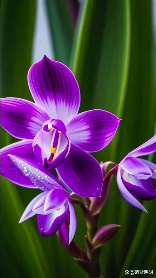 紫色兰花究竟有多少品种？-图2