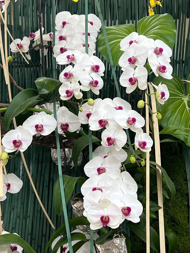 紫色兰花究竟有多少品种？-图3